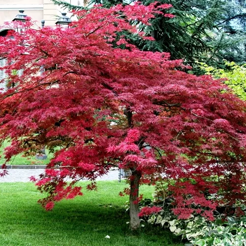 Клен пальмолистный в Москве