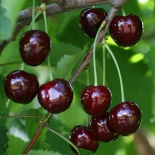 Черешня НАРОДНАЯ  Черешня НАРОДНАЯ в Москве