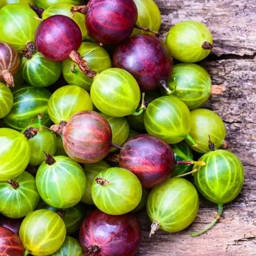 Крыжовник на вашем участке: пошаговый гид по посадке и уходу Крыжовник на вашем участке: пошаговый гид по посадке и уходу