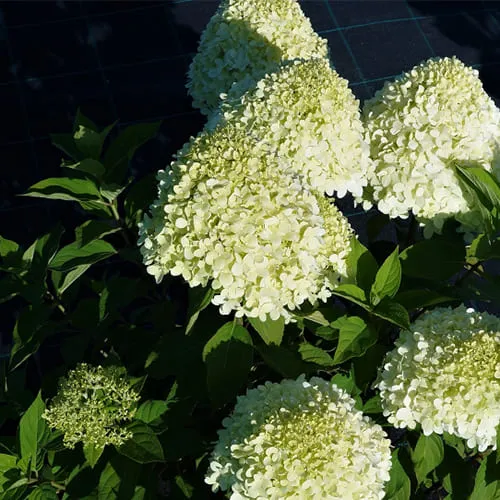 Гортензия СЕЛЕКШН метельчатая  Гортензия СЕЛЕКШН метельчатая в Москве