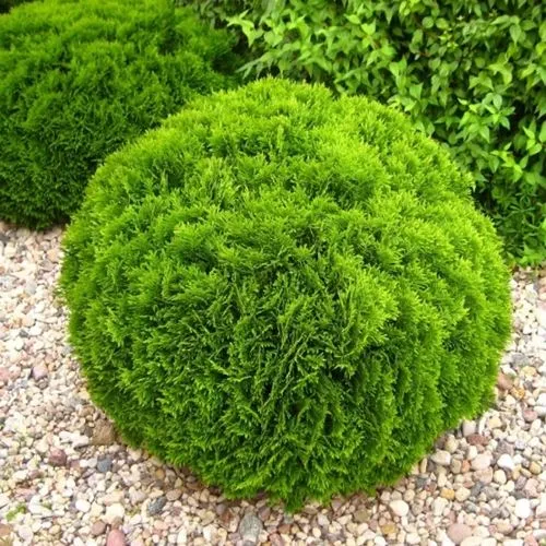 Туя ДАНИКА западная  Туя ДАНИКА западная в Москве