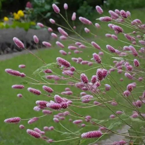 Кровохлебка РОК ЭНД РОЛЛ  Кровохлебка РОК ЭНД РОЛЛ в Москве