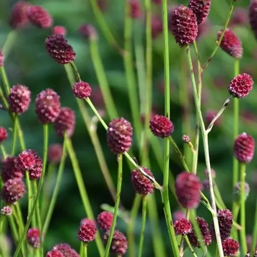 Кровохлебка ЧОКОЛАТ ТИП  Кровохлебка ЧОКОЛАТ ТИП в Москве