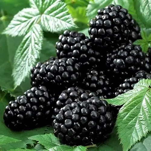 Ежевика БЛЭК БЬЮТИ  Ежевика БЛЭК БЬЮТИ в Москве