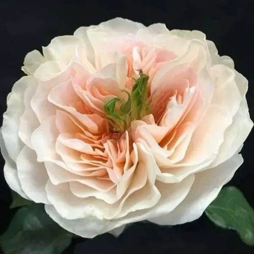 Саженцы роз ЧАРИТИ английская  Саженцы роз ЧАРИТИ английская в Москве