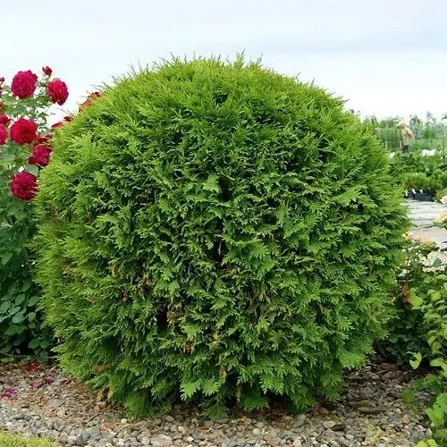 Туя ВУДВАРДИ западная  Туя ВУДВАРДИ западная в Москве