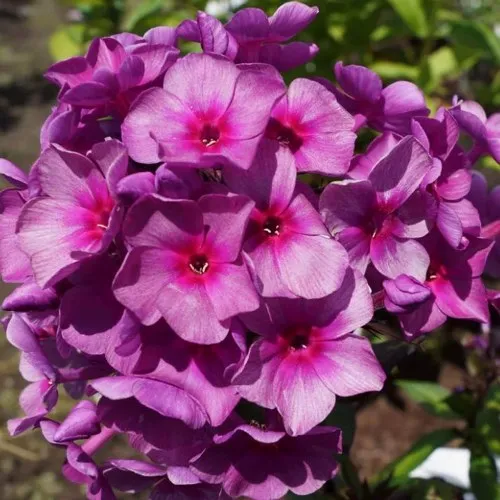 саженцы флокса саженцы флокса