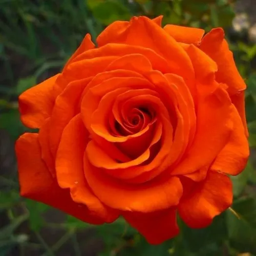 Саженцы роз АНЖЕЛИКА чайно-гибридная в Москве