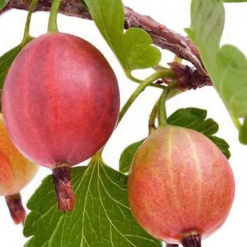 Крыжовник ЯРКИЙ  Крыжовник ЯРКИЙ в Москве