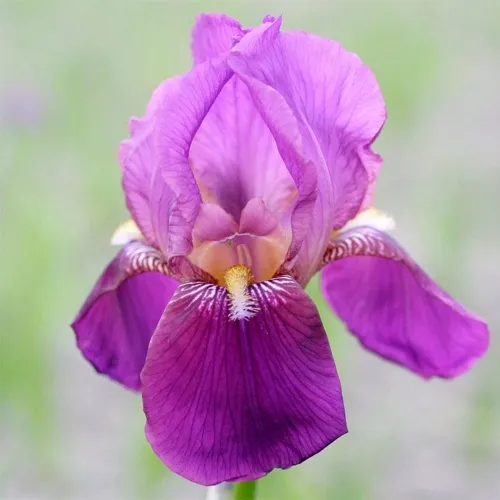 Ирис ИМПЕРАТОР бородатый  Ирис ИМПЕРАТОР бородатый в Москве