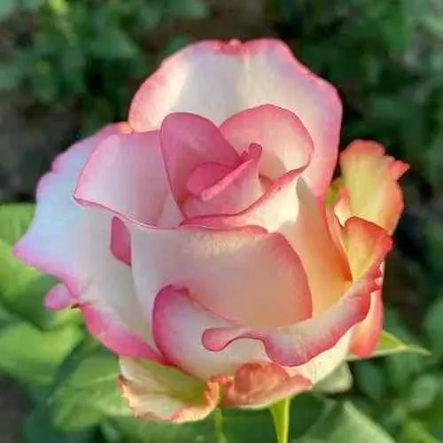 Саженцы роз ДЖУМИЛИЯ чайно-гибридная в Москве