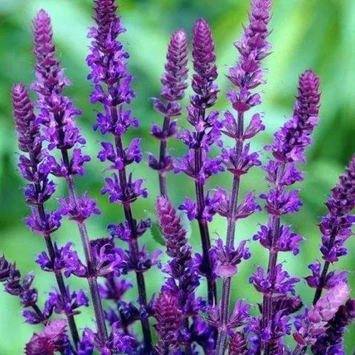 Шалфей КАРАДОНА в Москве