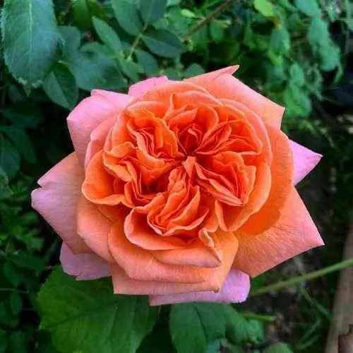 Саженцы роз РЕНЕ ГОССИНИ чайно-гибридная  Саженцы роз РЕНЕ ГОССИНИ чайно-гибридная в Москве