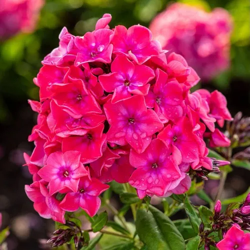 Флокс ВИНДЗОР метельчатый  Флокс ВИНДЗОР метельчатый в Москве