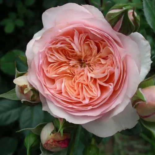 Саженцы роз СУРИР ДЕ ХАВР чайно-гибридная в Москве