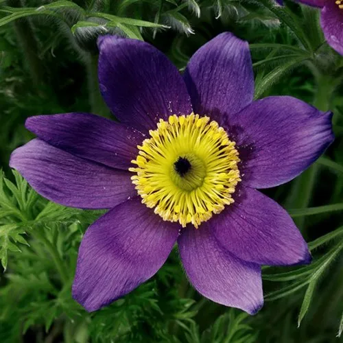 Прострел ПИНВИЛ БЛЮ ШЕЙДЕС  Прострел ПИНВИЛ БЛЮ ШЕЙДЕС в Москве