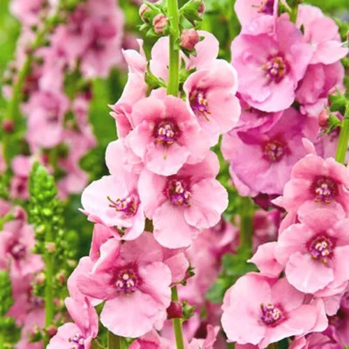 Коровяк ПИНК ДОМИНО гибридный (вербаскум)  Коровяк ПИНК ДОМИНО гибридный (вербаскум) в Москве