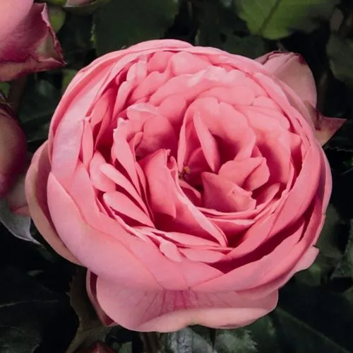 Саженцы роз ХЭППИ ПИАНО чайно-гибридная в Москве