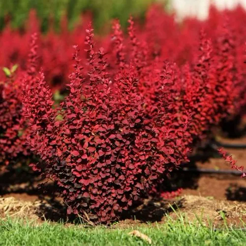 Барбарис ОРАНЖ РОКЕТ тунберга в Москве