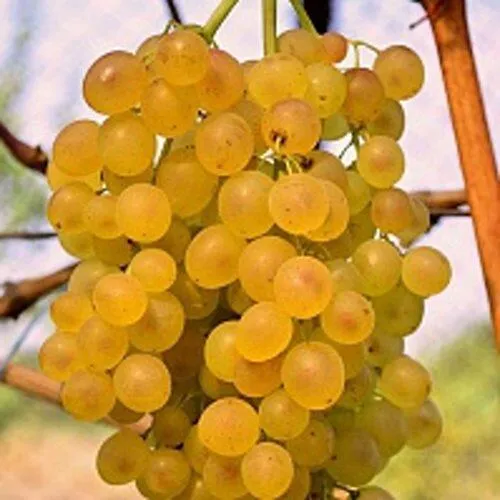 Виноград КИШМИШ КОКТЕЙЛЬ в Москве