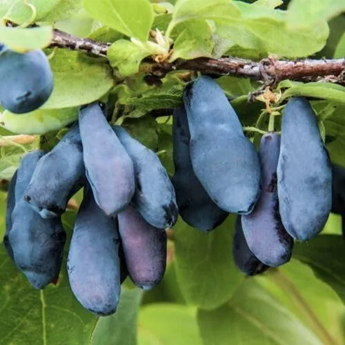 Жимолость съедобная СИБИРЯЧКА  Жимолость съедобная СИБИРЯЧКА в Москве