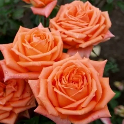 Саженцы роз ЭЛЬДОРАДО чайно-гибридная в Москве