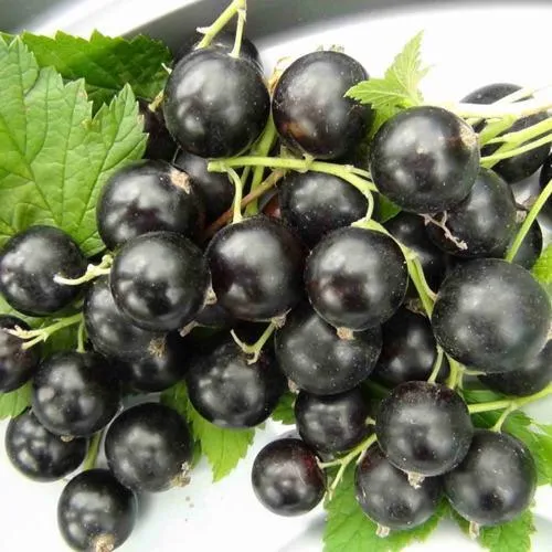 Смородина черная ТИТАНИЯ  Смородина черная ТИТАНИЯ в Москве