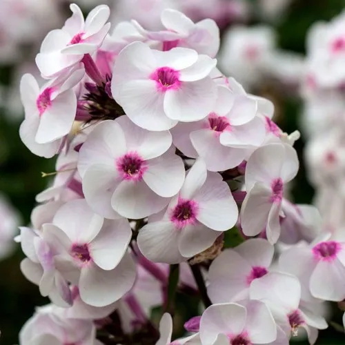 саженцы флокса саженцы флокса