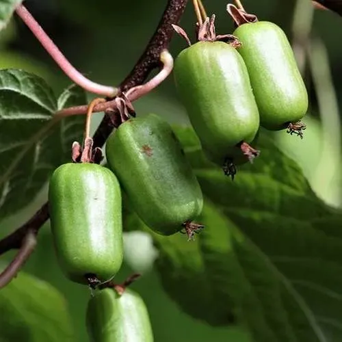 Актинидия СЕНТЯБРЬСКАЯ коломикта  Актинидия СЕНТЯБРЬСКАЯ коломикта в Москве
