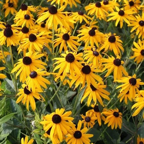 Рудбекия блестящая  Рудбекия блестящая в Москве