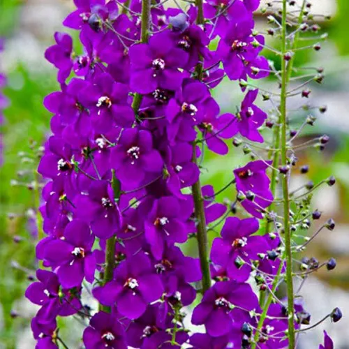 Коровяк ВИОЛЕТТА (вербаскум)  Коровяк ВИОЛЕТТА (вербаскум) в Москве