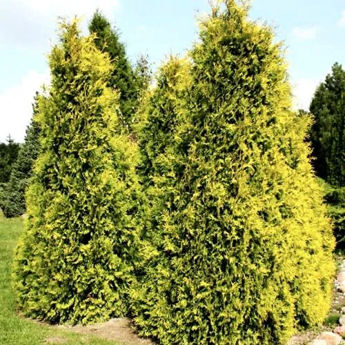 Туя САЛЛАНД западная  Туя САЛЛАНД западная в Москве