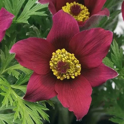 Прострел ПИНВИЛ РЕД ШЕЙДЕС  Прострел ПИНВИЛ РЕД ШЕЙДЕС в Москве