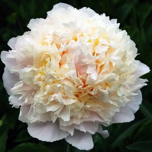 саженцы пиона саженцы пиона