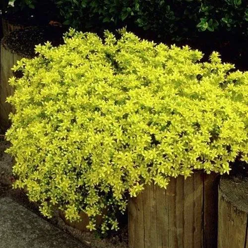 Очиток (седум) ЙЕЛЛОУ КВИН едкий  Очиток (седум) ЙЕЛЛОУ КВИН едкий в Москве