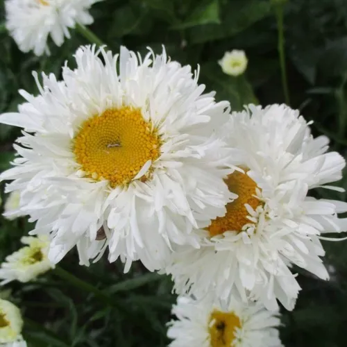 Нивяник КРЕЙЗИ ДЕЙЗИ наибольший  Нивяник КРЕЙЗИ ДЕЙЗИ наибольший в Москве