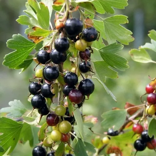 Смородина золотистая ПЛОТНОМЯСАЯ в Москве