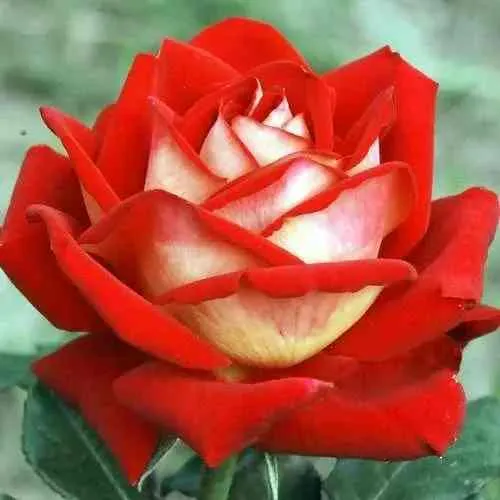 Саженцы роз НЬЮ ФЭШН чайно-гибридная в Москве