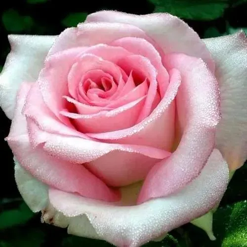 Саженцы роз ЭММА ДЕ МЕЙЯН чайно-гибридная в Москве