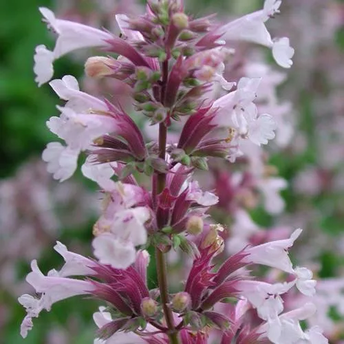 саженцы котовника саженцы котовника