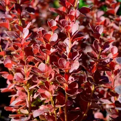 Барбарис ВУЛКАНО тунберга в Москве