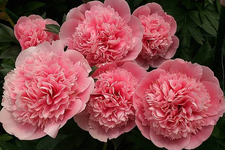 Махровые пионы.jpg Махровые пионы.jpg