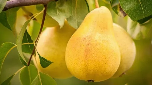 Груша сочная.jpg Груша сочная.jpg