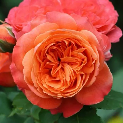 ЭМИЛЬЕН ГИЙО1.jpg ЭМИЛЬЕН ГИЙО1.jpg