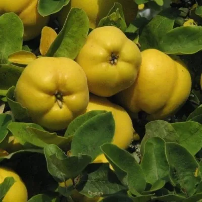 Айва ДАРУНОК ОНУКУ — описание сорта Айва ДАРУНОК ОНУКУ в Москве