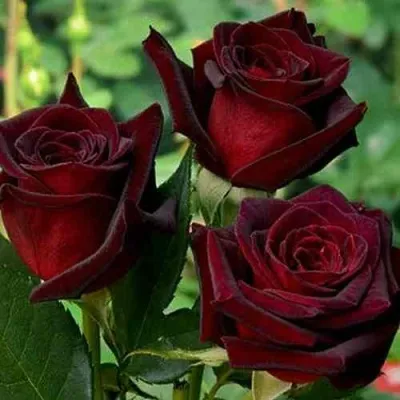 Саженцы роз ЧЕРНАЯ МАГИЯ чайно-гибридная — описание сорта Саженцы роз ЧЕРНАЯ МАГИЯ чайно-гибридная в Москве