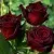 Саженцы роз ЧЕРНАЯ МАГИЯ чайно-гибридная — описание сорта Саженцы роз ЧЕРНАЯ МАГИЯ чайно-гибридная в Москве