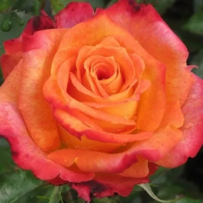 Саженцы роз ВАУ чайно-гибридная — описание сорта Саженцы роз ВАУ чайно-гибридная в Москве