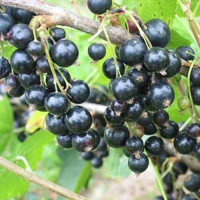 Смородина черная КРЕОЛКА  Смородина черная КРЕОЛКА в Москве