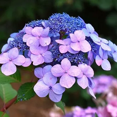 Гортензия ЭНДЛЕСС САММЕР ТВИСТ ЭНД ШАУТ крупнолистная  Гортензия ЭНДЛЕСС САММЕР ТВИСТ ЭНД ШАУТ крупнолистная в Москве